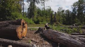 Best Tree Removal  in Cathcart, WA